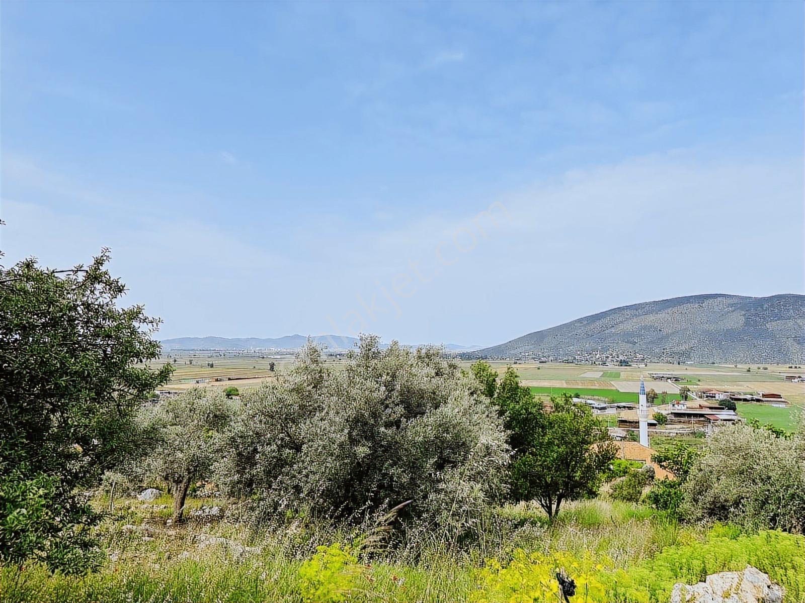 Milas Savran Mah. Köy Merkezinde Satılık Zeytinlik — fotoğraf 8