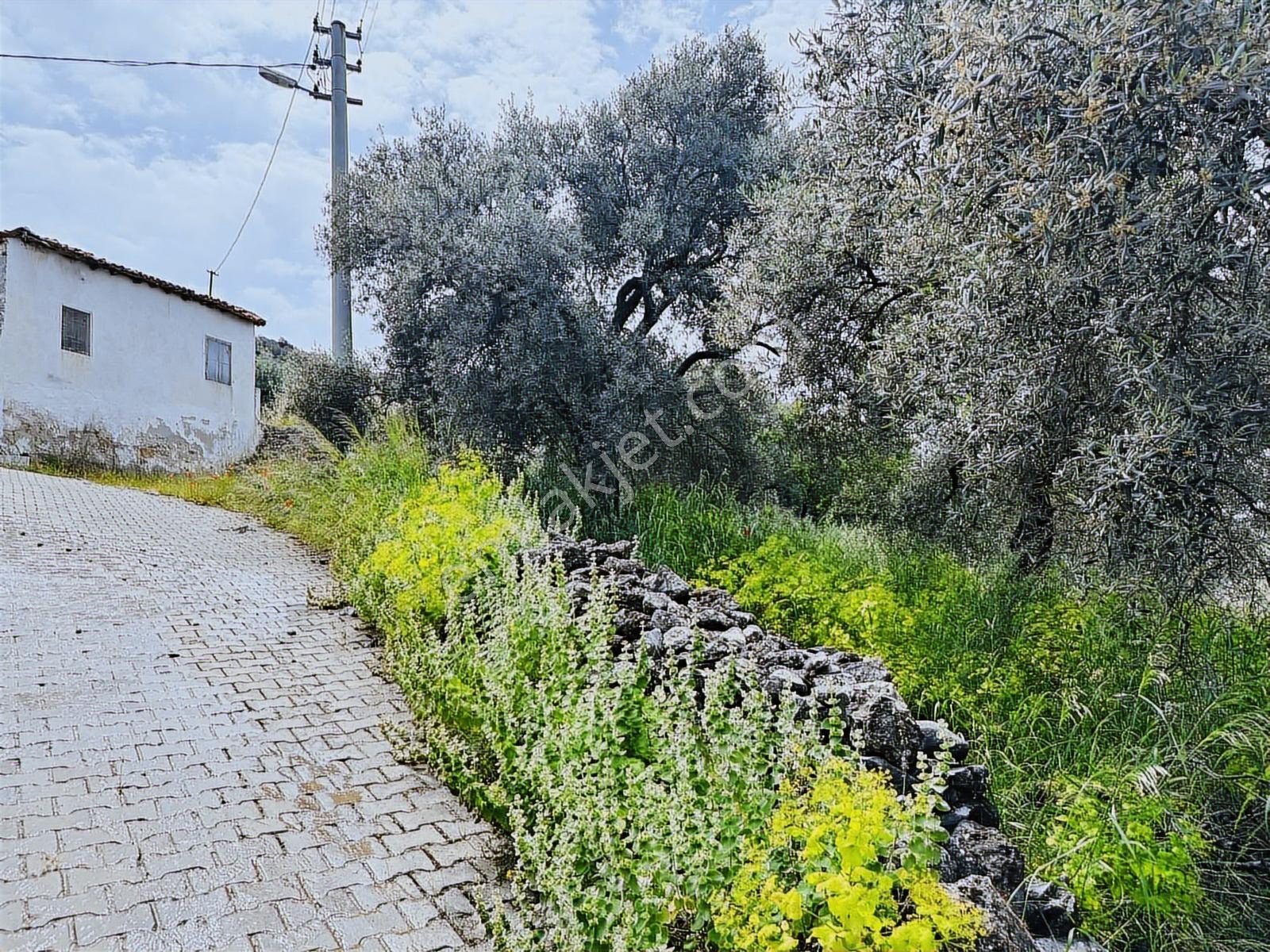 Milas Savran Mah. Köy Merkezinde Satılık Zeytinlik — fotoğraf 12