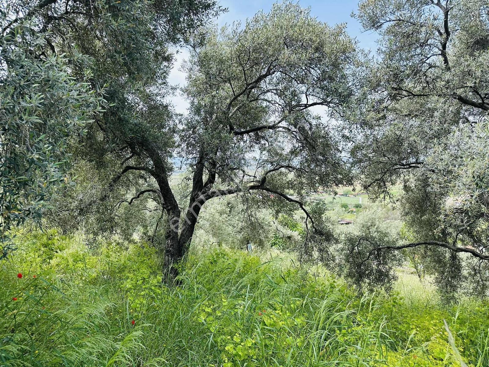 Milas Savran Mah. Köy Merkezinde Satılık Zeytinlik — fotoğraf 13