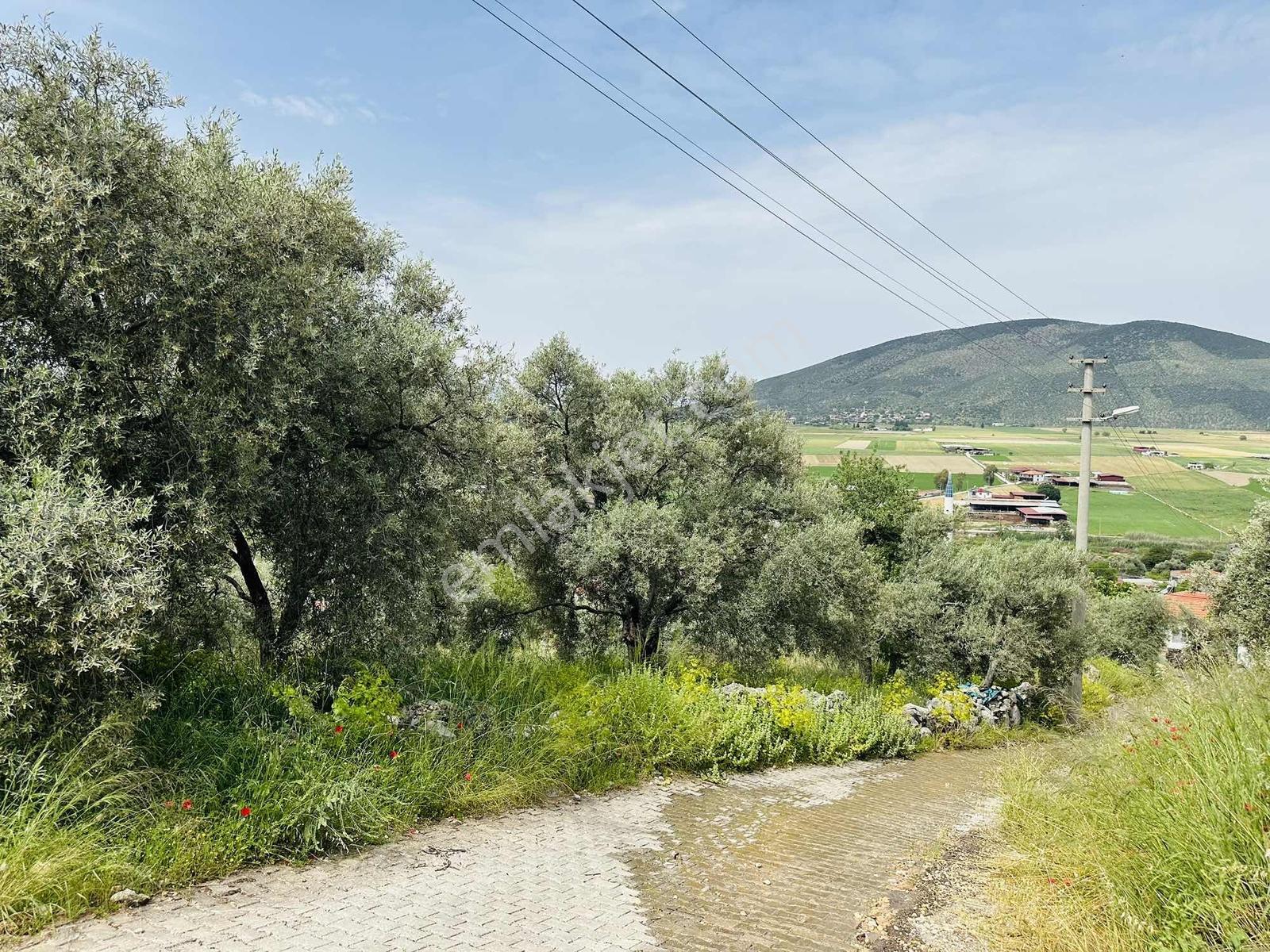 Milas Savran Mah. Köy Merkezinde Satılık Zeytinlik — fotoğraf 15