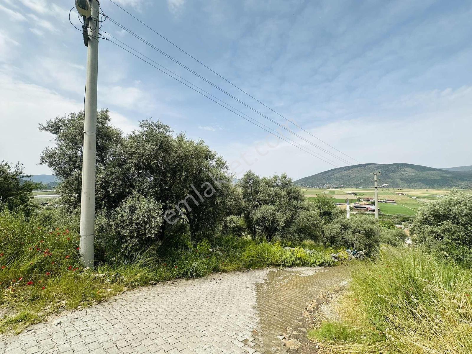Milas Savran Mah. Köy Merkezinde Satılık Zeytinlik — fotoğraf 16