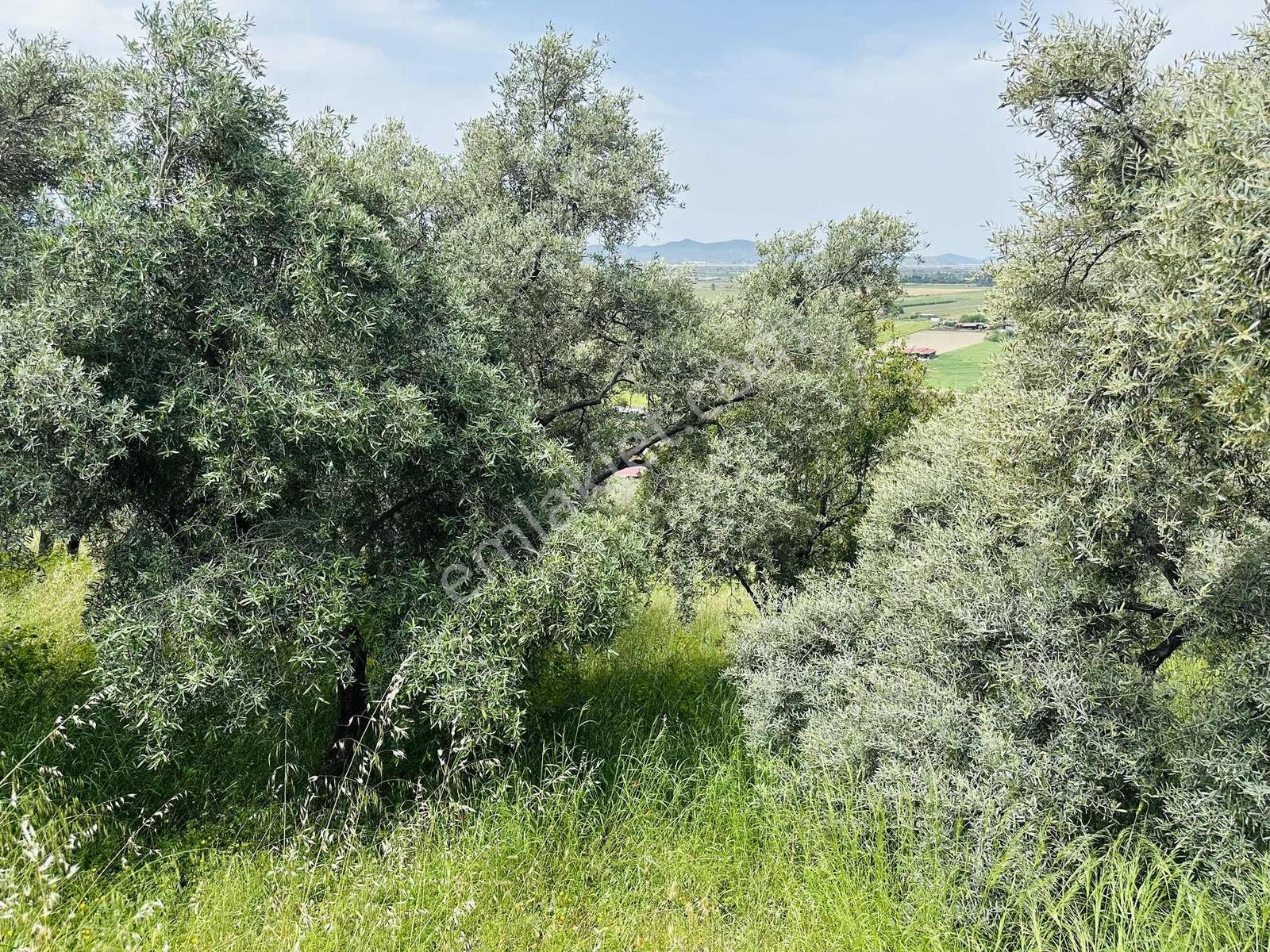 Milas Savran Mah. Köy Merkezinde Satılık Zeytinlik — fotoğraf 17