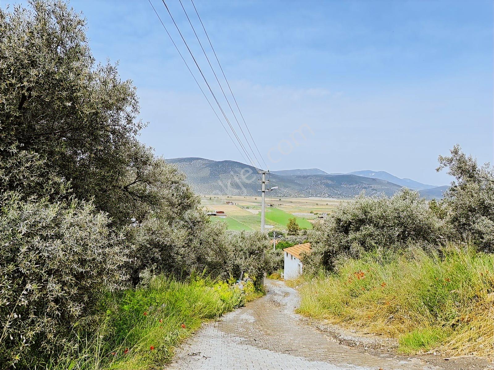 Milas Savran Mah. Köy Merkezinde Satılık Zeytinlik — fotoğraf 20