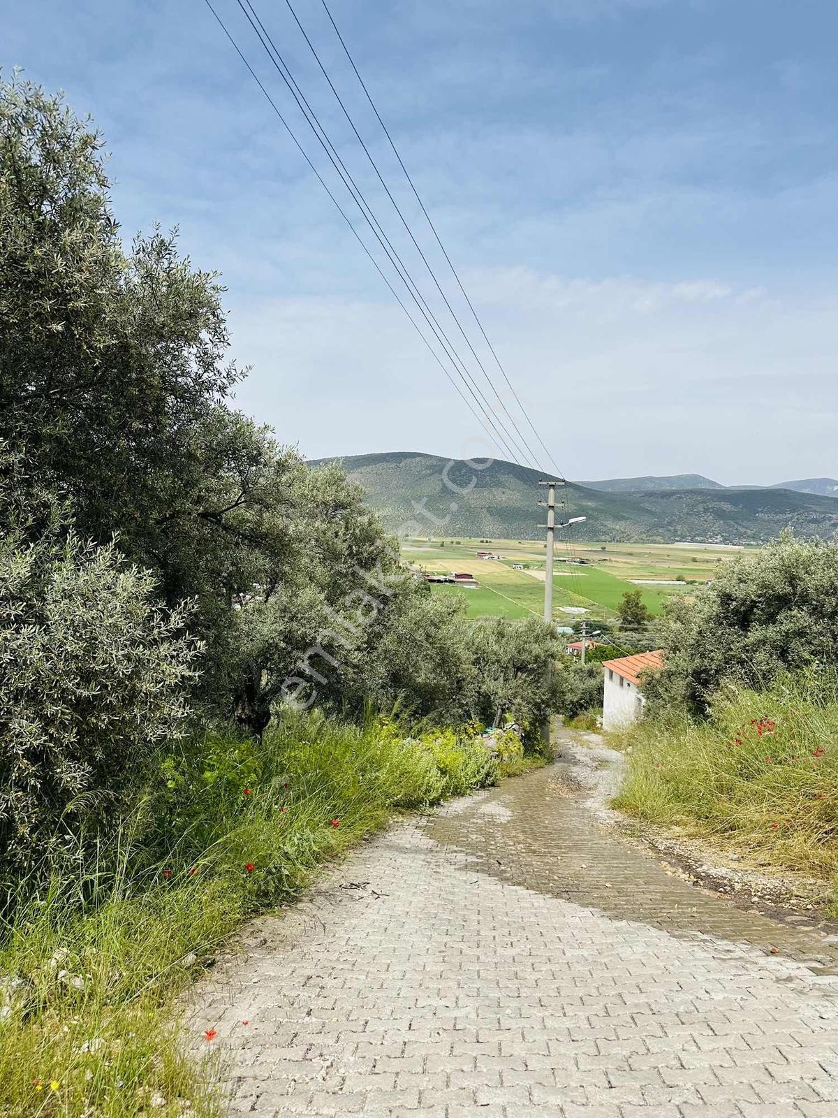 Milas Savran Mah. Köy Merkezinde Satılık Zeytinlik — fotoğraf 21