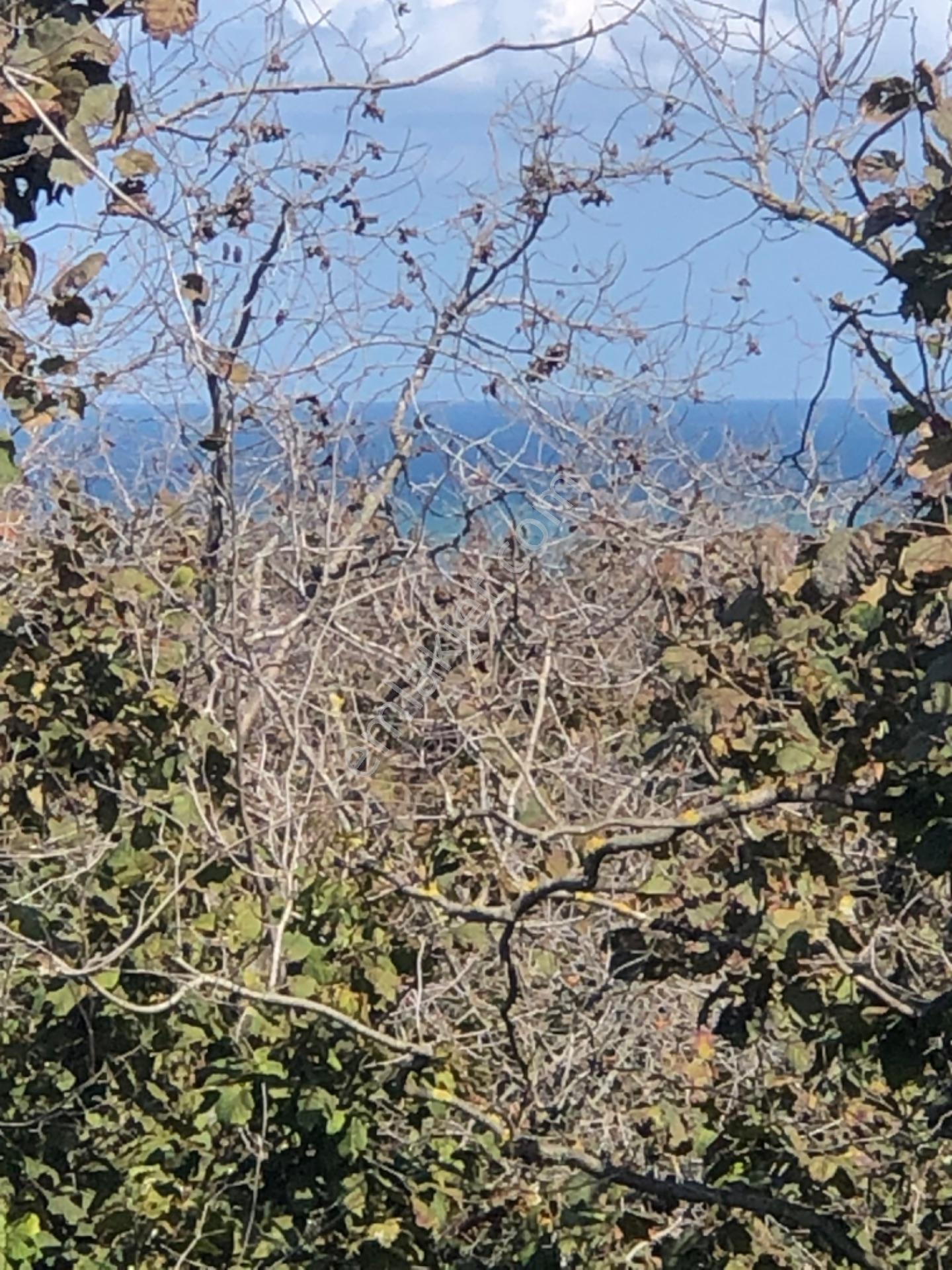 Sakarya Kocaali Alandere Mah Satılık Fındılbahçesi — fotoğraf 2