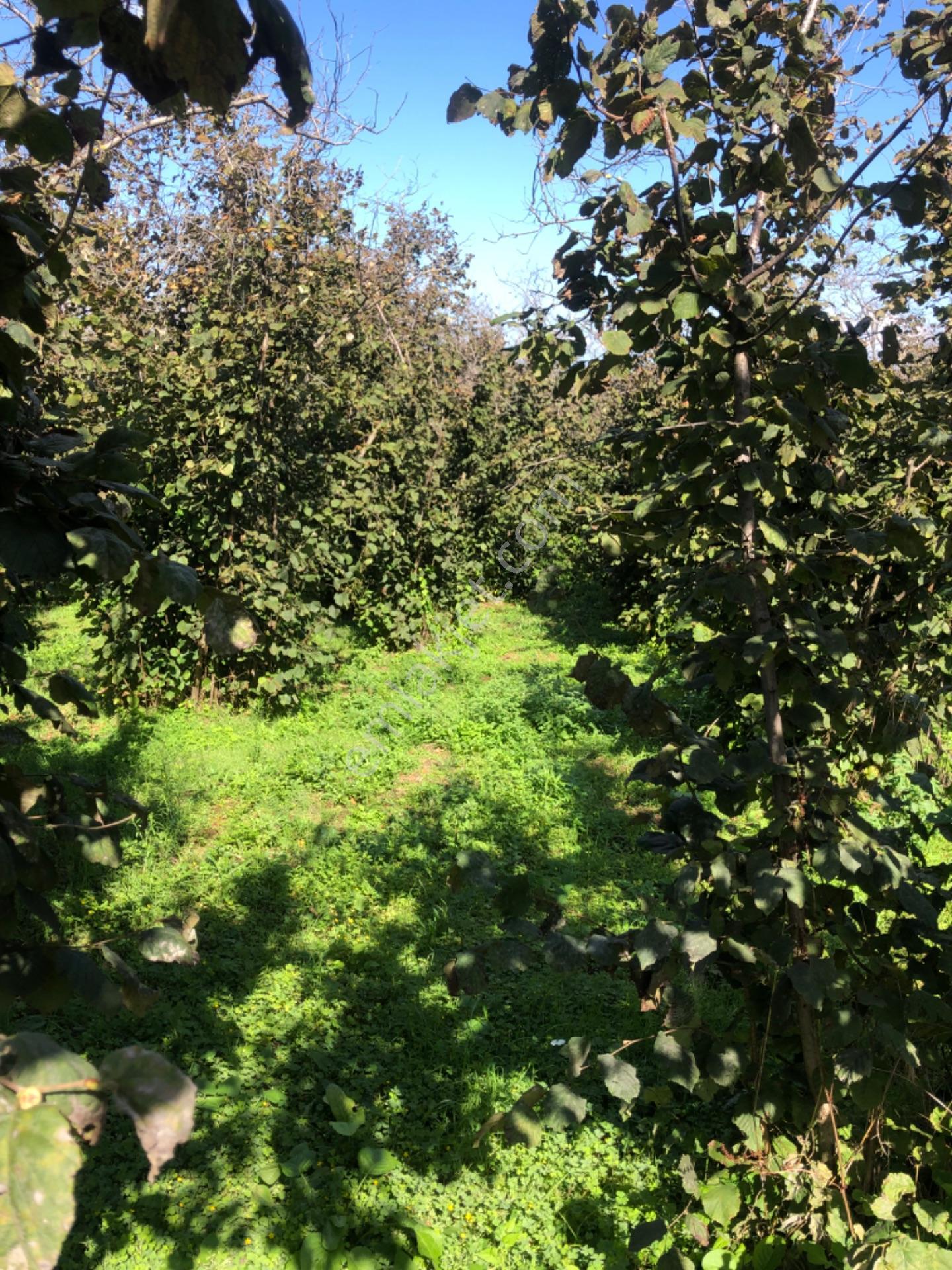 Sakarya Kocaali Alandere Mah Satılık Fındılbahçesi — fotoğraf 3