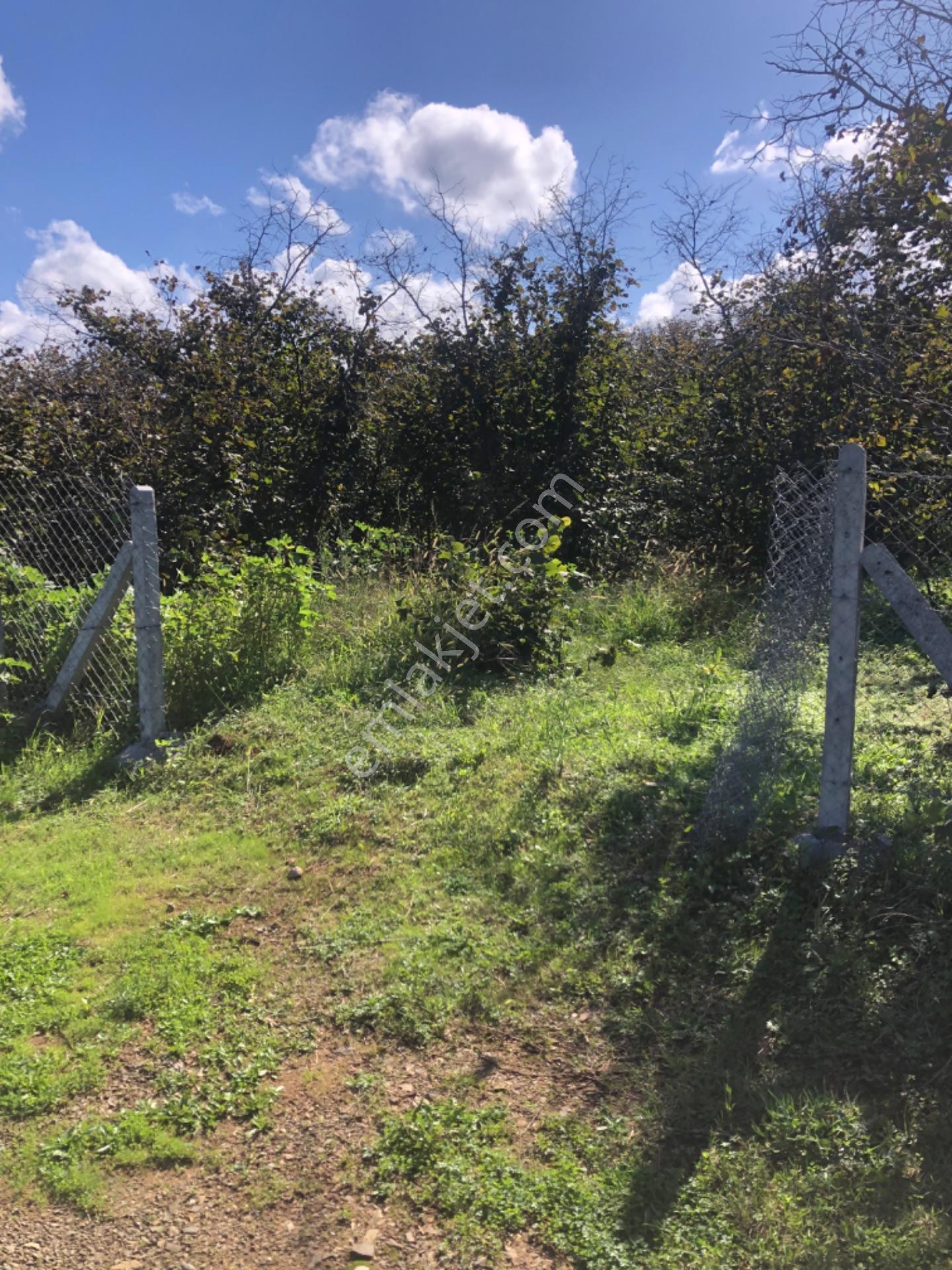 Sakarya Kocaali Alandere Mah Satılık Fındılbahçesi — fotoğraf 15