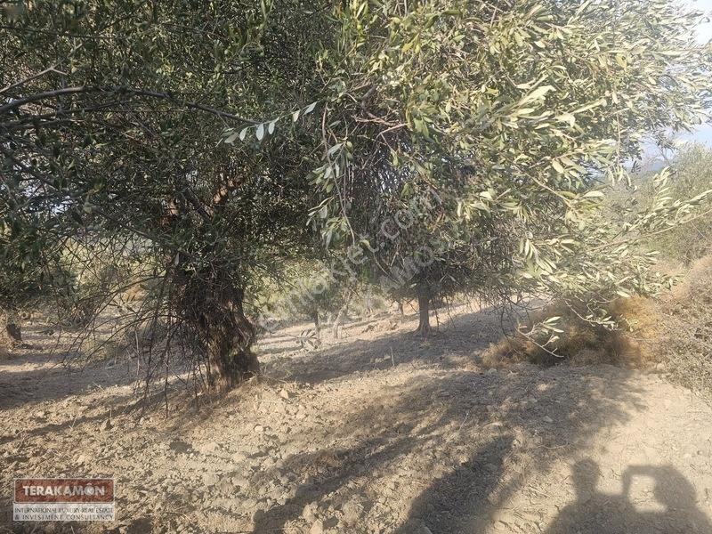 İzmir Seferihisar Ulamış Yola Cepheli 10.000 M2 Zeytinlik Arsa T