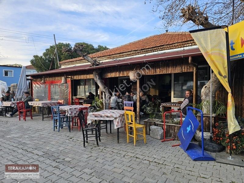 İzmir Seferihisar Ulamış Yola Cepheli 10.000 M2 Zeytinlik Arsa T — fotoğraf 3
