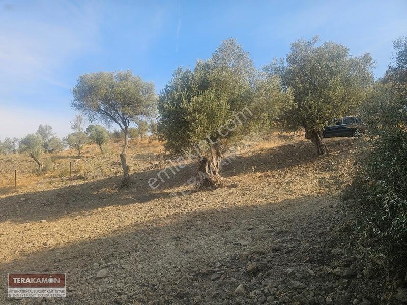 İzmir Seferihisar Ulamış Yola Cepheli 10.000 M2 Zeytinlik Arsa T — fotoğraf 9