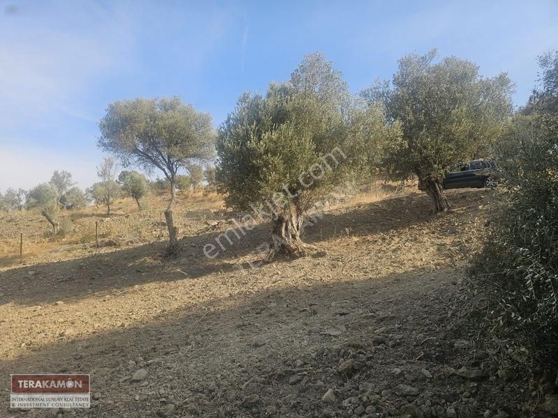 İzmir Seferihisar Ulamış Yola Cepheli 10.000 M2 Zeytinlik Arsa T — fotoğraf 10