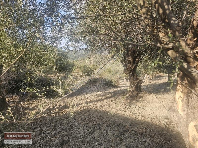 İzmir Seferihisar Ulamış Yola Cepheli 10.000 M2 Zeytinlik Arsa T — fotoğraf 12