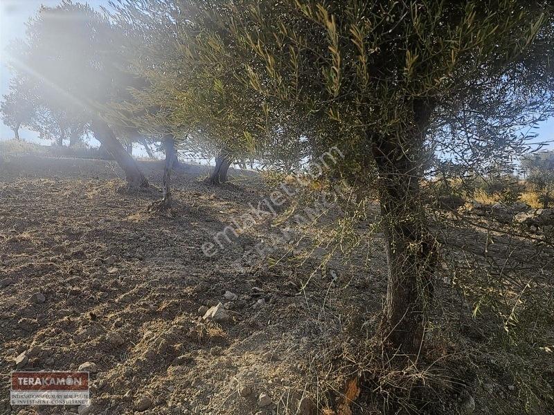İzmir Seferihisar Ulamış Yola Cepheli 10.000 M2 Zeytinlik Arsa T — fotoğraf 14