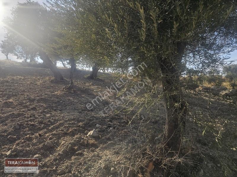 İzmir Seferihisar Ulamış Yola Cepheli 10.000 M2 Zeytinlik Arsa T — fotoğraf 16