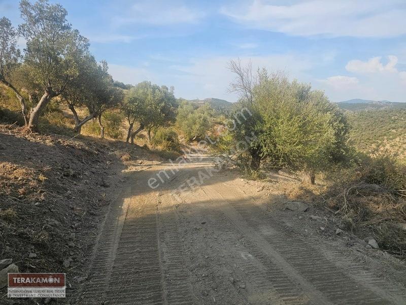 İzmir Seferihisar Ulamış Yola Cepheli 10.000 M2 Zeytinlik Arsa T — fotoğraf 17