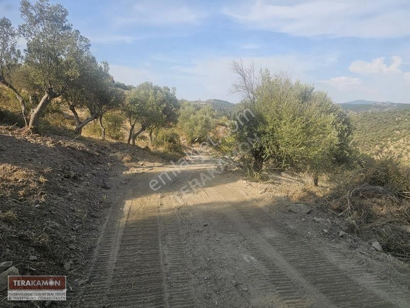 İzmir Seferihisar Ulamış Yola Cepheli 10.000 M2 Zeytinlik Arsa T — fotoğraf 19