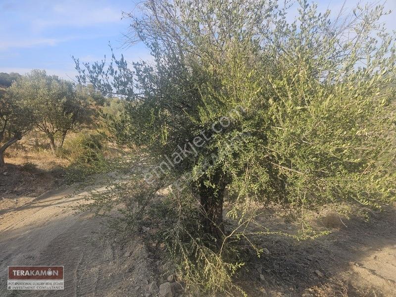 İzmir Seferihisar Ulamış Yola Cepheli 10.000 M2 Zeytinlik Arsa T — fotoğraf 21