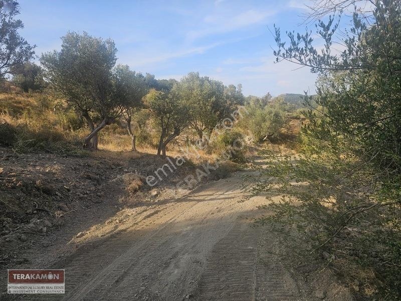 İzmir Seferihisar Ulamış Yola Cepheli 10.000 M2 Zeytinlik Arsa T — fotoğraf 24