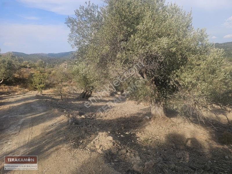 İzmir Seferihisar Ulamış Yola Cepheli 10.000 M2 Zeytinlik Arsa T — fotoğraf 26