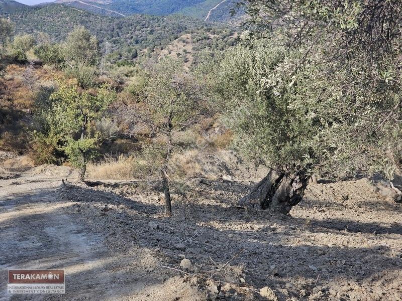 İzmir Seferihisar Ulamış Yola Cepheli 10.000 M2 Zeytinlik Arsa T — fotoğraf 27