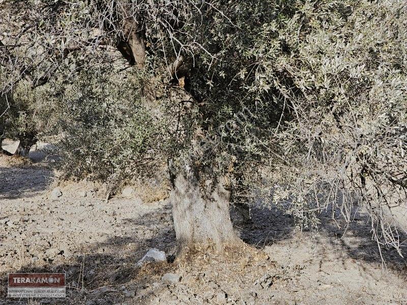 İzmir Seferihisar Ulamış Yola Cepheli 10.000 M2 Zeytinlik Arsa T — fotoğraf 28