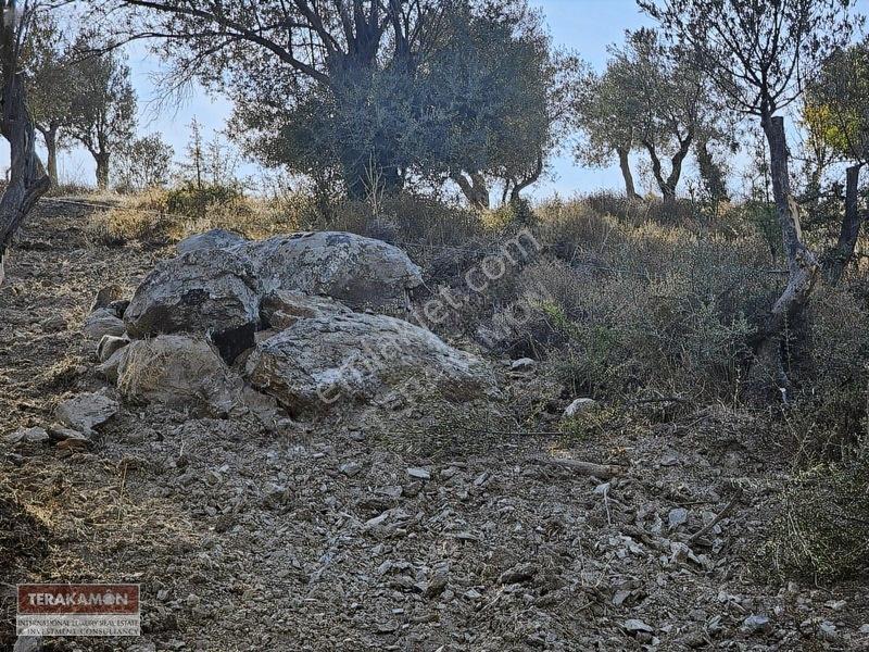 İzmir Seferihisar Ulamış Yola Cepheli 10.000 M2 Zeytinlik Arsa T — fotoğraf 29