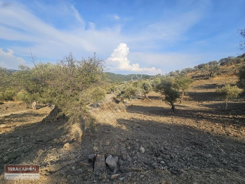 İzmir Seferihisar Ulamış Yola Cepheli 10.000 M2 Zeytinlik Arsa T — fotoğraf 30
