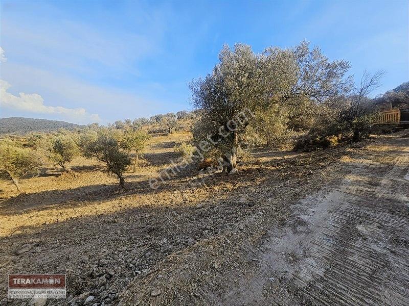 İzmir Seferihisar Ulamış Yola Cepheli 10.000 M2 Zeytinlik Arsa T — fotoğraf 31