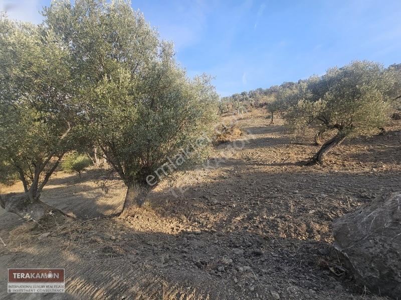 İzmir Seferihisar Ulamış Yola Cepheli 10.000 M2 Zeytinlik Arsa T — fotoğraf 32