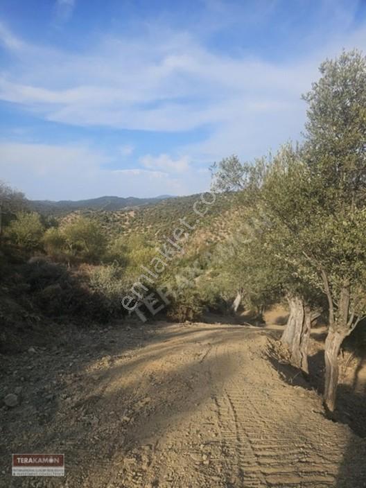 İzmir Seferihisar Ulamış Yola Cepheli 10.000 M2 Zeytinlik Arsa T — fotoğraf 33