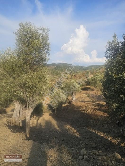 İzmir Seferihisar Ulamış Yola Cepheli 10.000 M2 Zeytinlik Arsa T — fotoğraf 34
