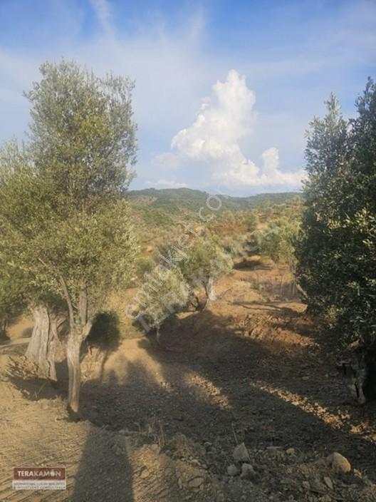 İzmir Seferihisar Ulamış Yola Cepheli 10.000 M2 Zeytinlik Arsa T — fotoğraf 35
