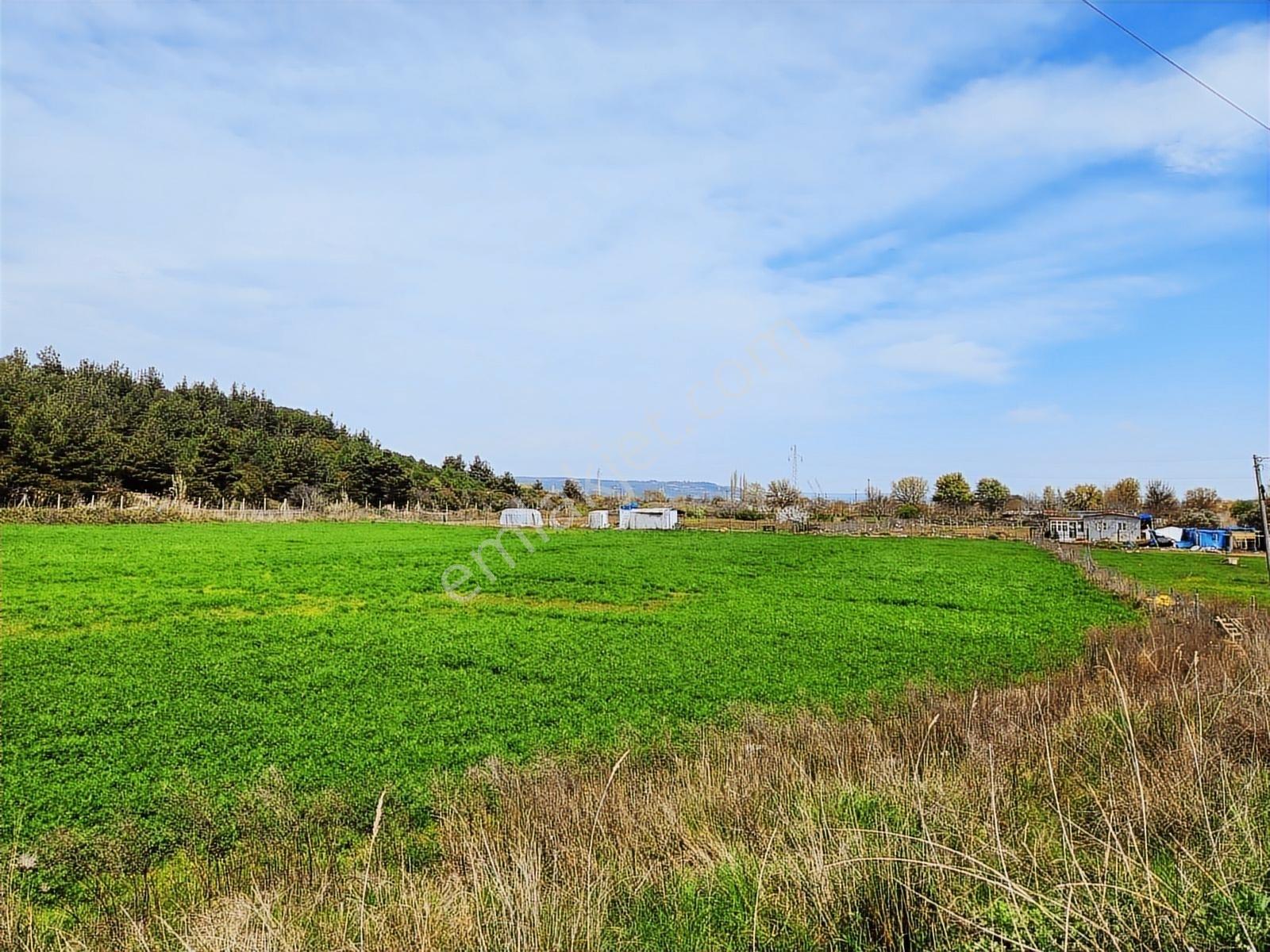 Çanakkale Merkez Dardanos Satılık 13 Dönüm Tarla (yola Cepheli) — fotoğraf 11
