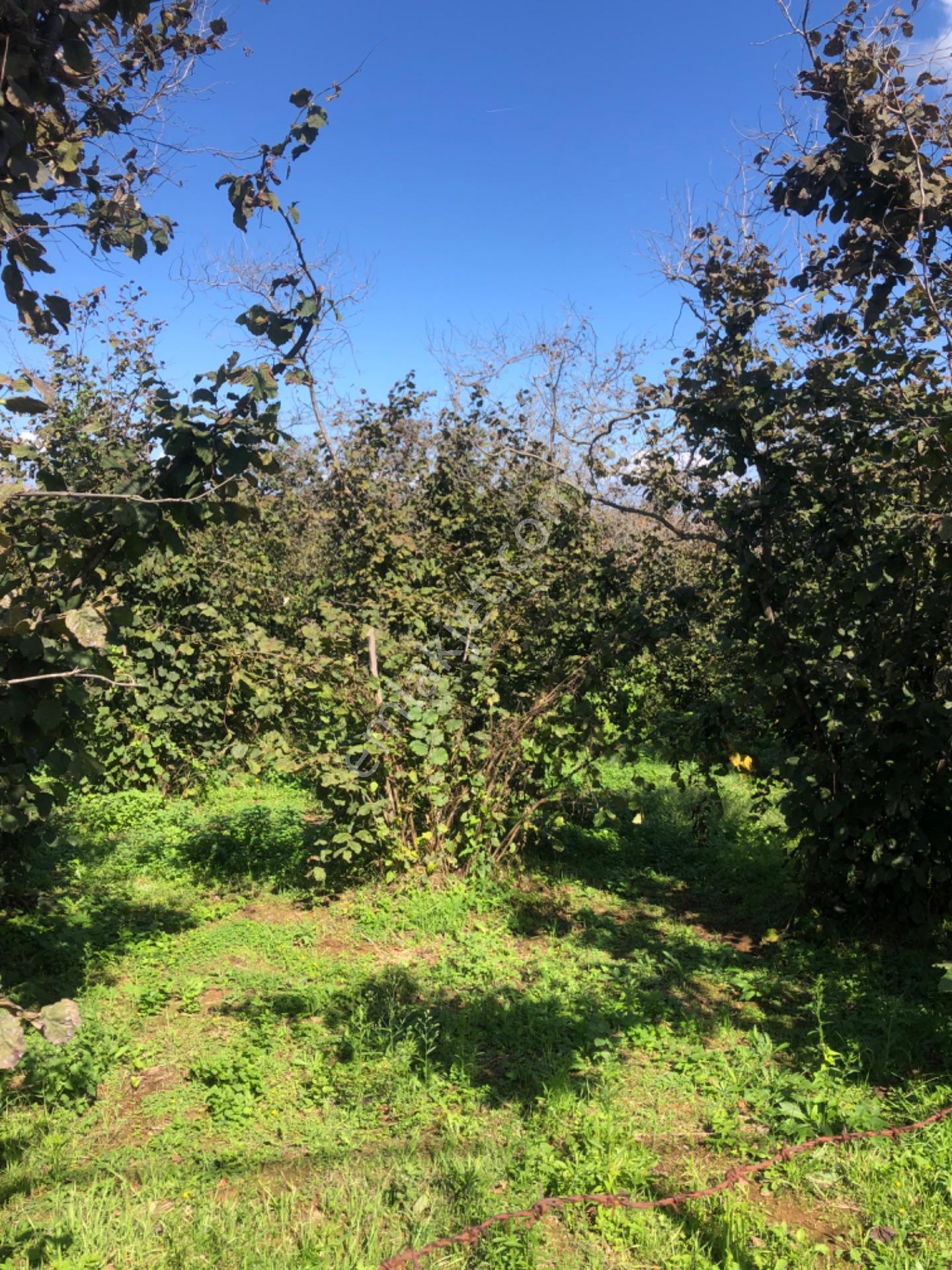 Kocaali Sakarya Alandere Acil Satılık Fındık Bahçesif — fotoğraf 6