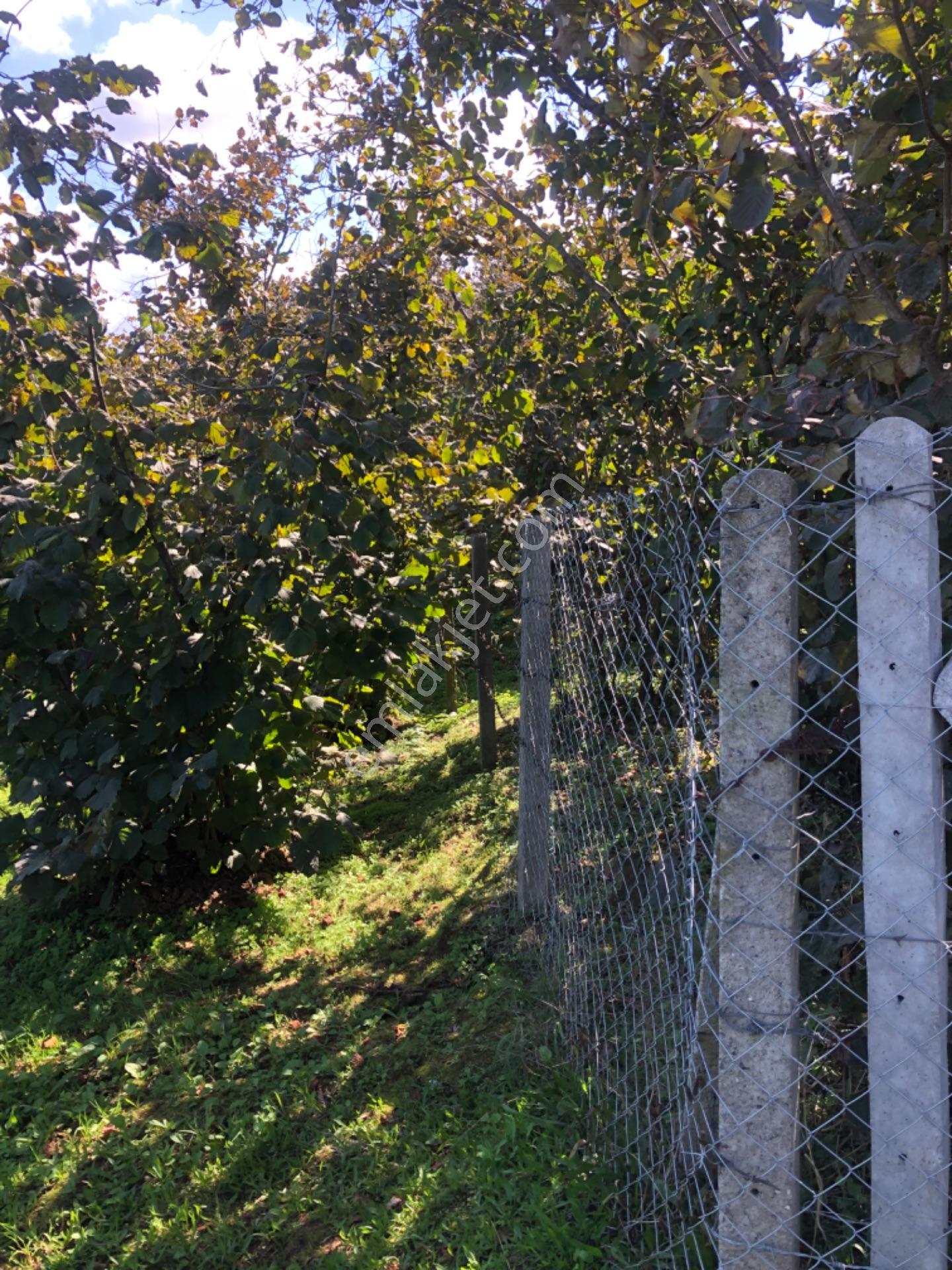 Kocaali Sakarya Alandere Acil Satılık Fındık Bahçesif — fotoğraf 14