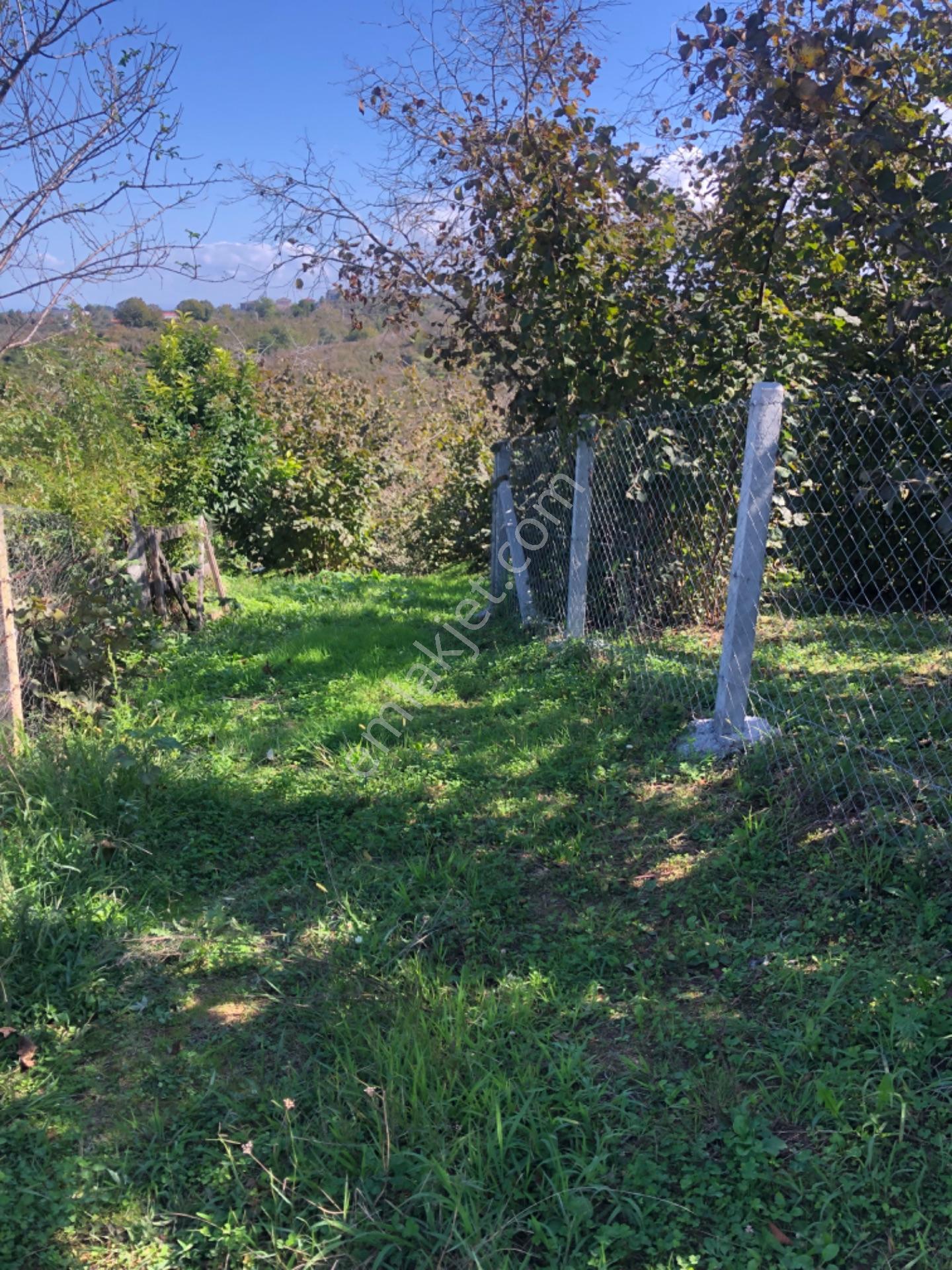 Kocaali Sakarya Alandere Acil Satılık Fındık Bahçesif — fotoğraf 15