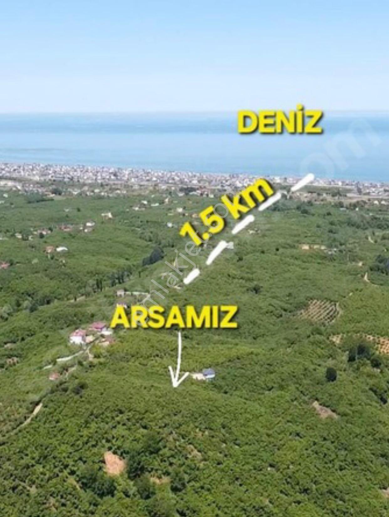 Kocaali Sakarya Alandere Acil Satılık Fındık Bahçesif — fotoğraf 16