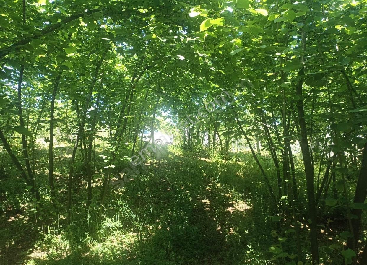 Kocaali Sakarya Alandere Acil Satılık Fındık Bahçesif — fotoğraf 18