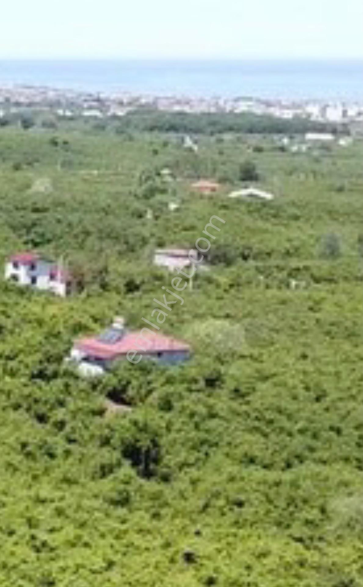 Kocaali Sakarya Alandere Acil Satılık Fındık Bahçesif — fotoğraf 19