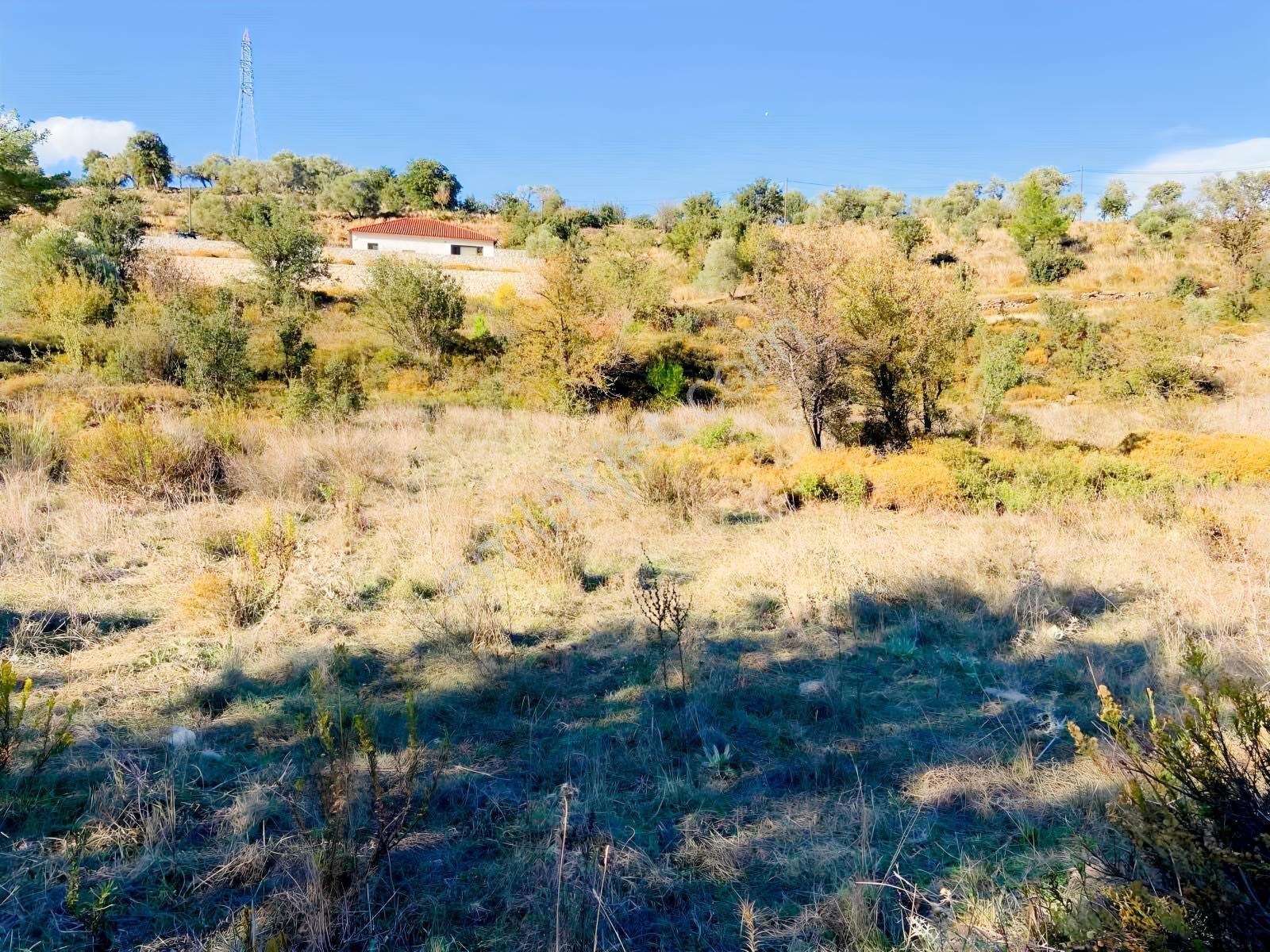 Milas Çiftlik Mah. Satılık 2.254 M2 Tarla — fotoğraf 4