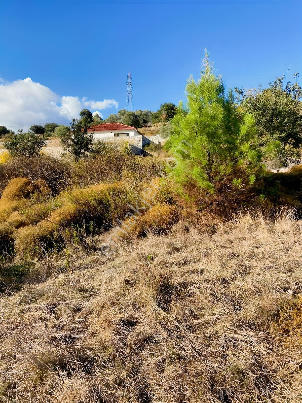 Milas Çiftlik Mah. Satılık 2.254 M2 Tarla — fotoğraf 7