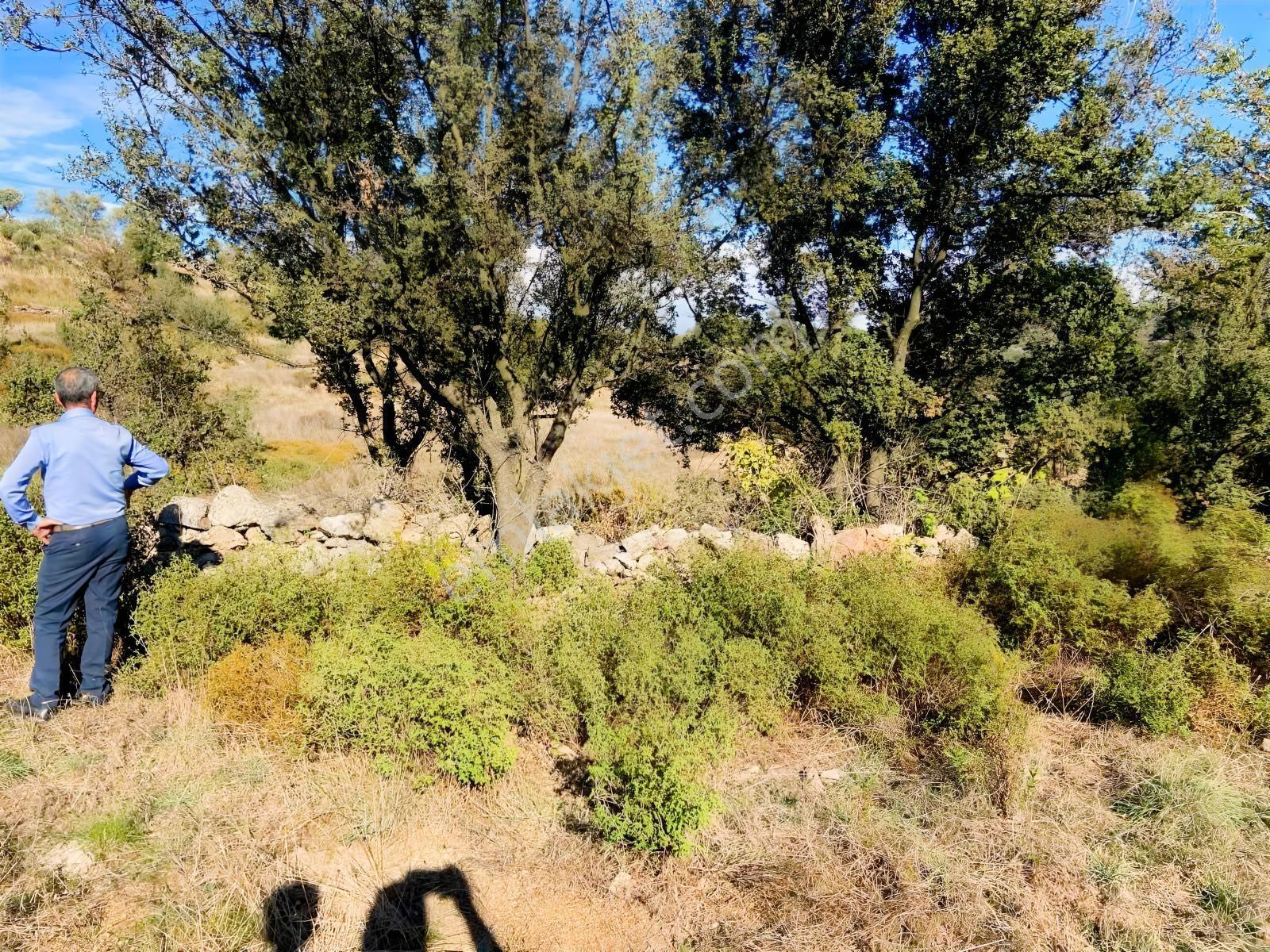 Milas Çiftlik Mah. Satılık 2.254 M2 Tarla — fotoğraf 10