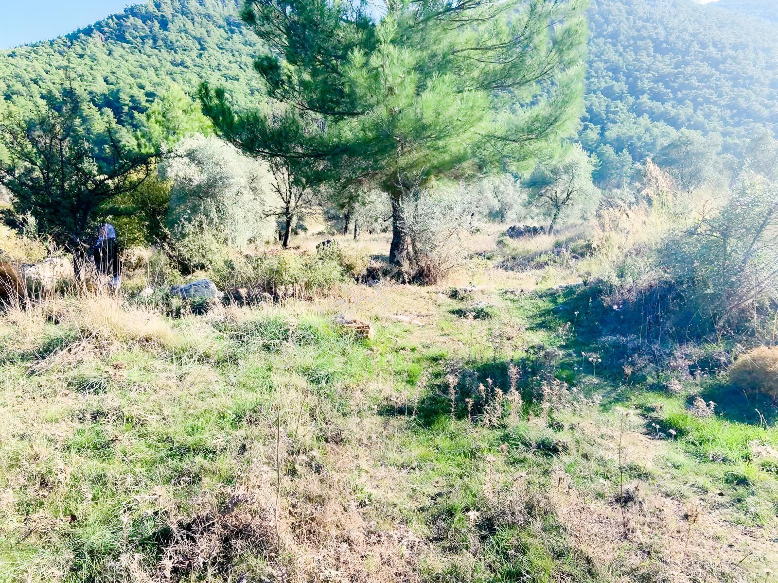 Milas Çiftlik Mah. Satılık 2.254 M2 Tarla — fotoğraf 11