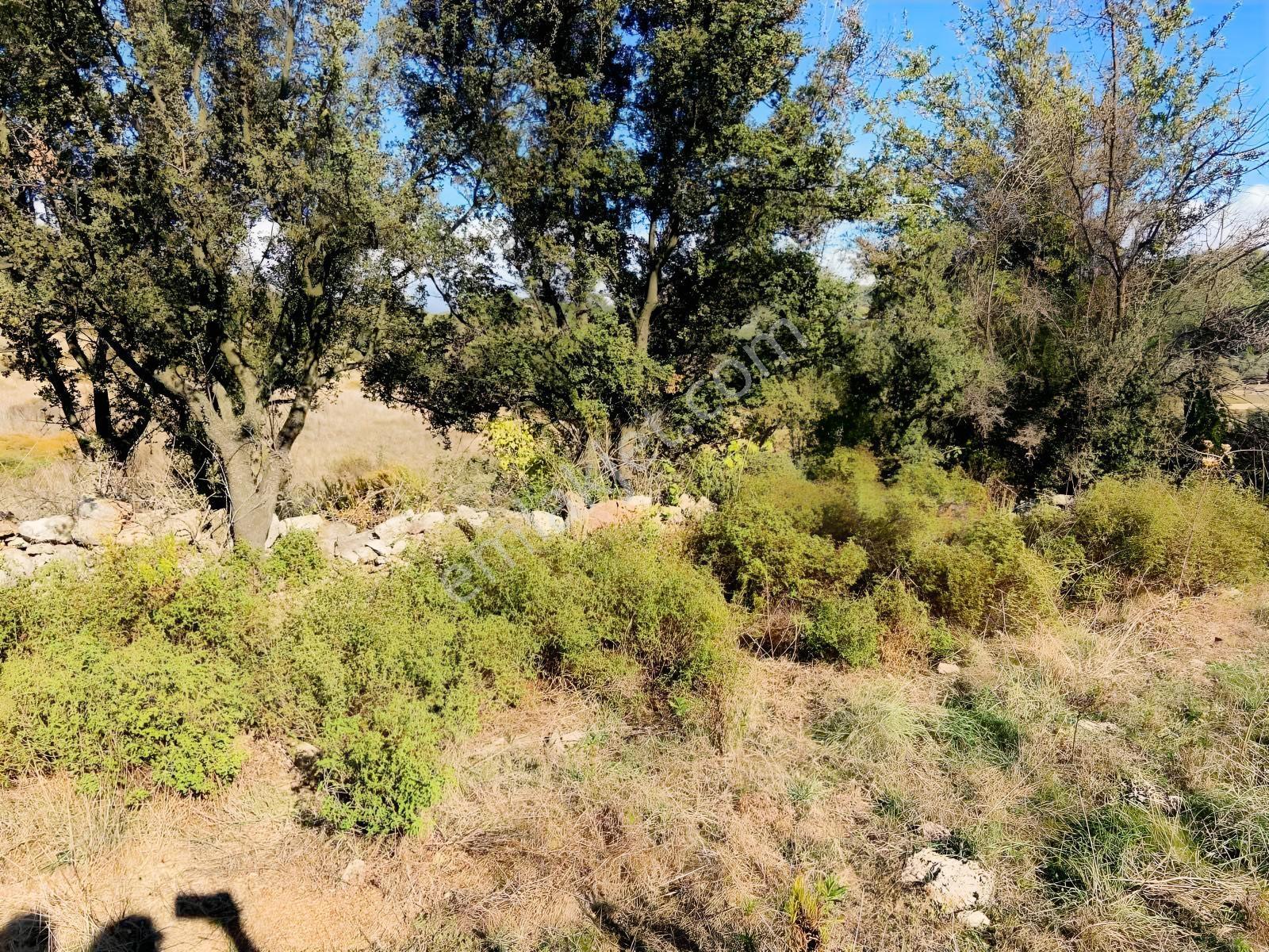 Milas Çiftlik Mah. Satılık 2.254 M2 Tarla — fotoğraf 12