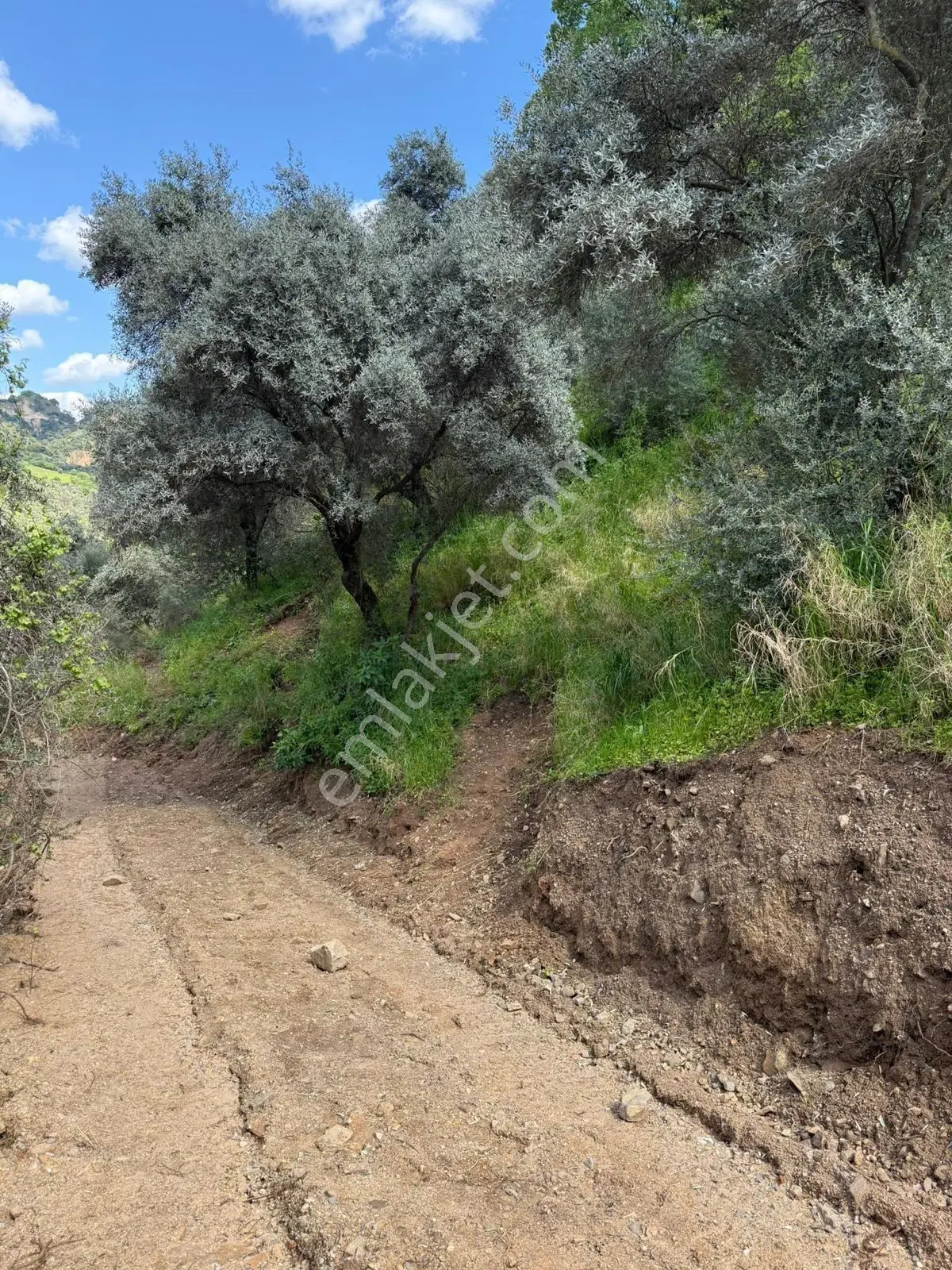 Aydın Umurlu Muslucada 5 Dönüm Müstakil Tapulu Köye Yakın Zeytinlik