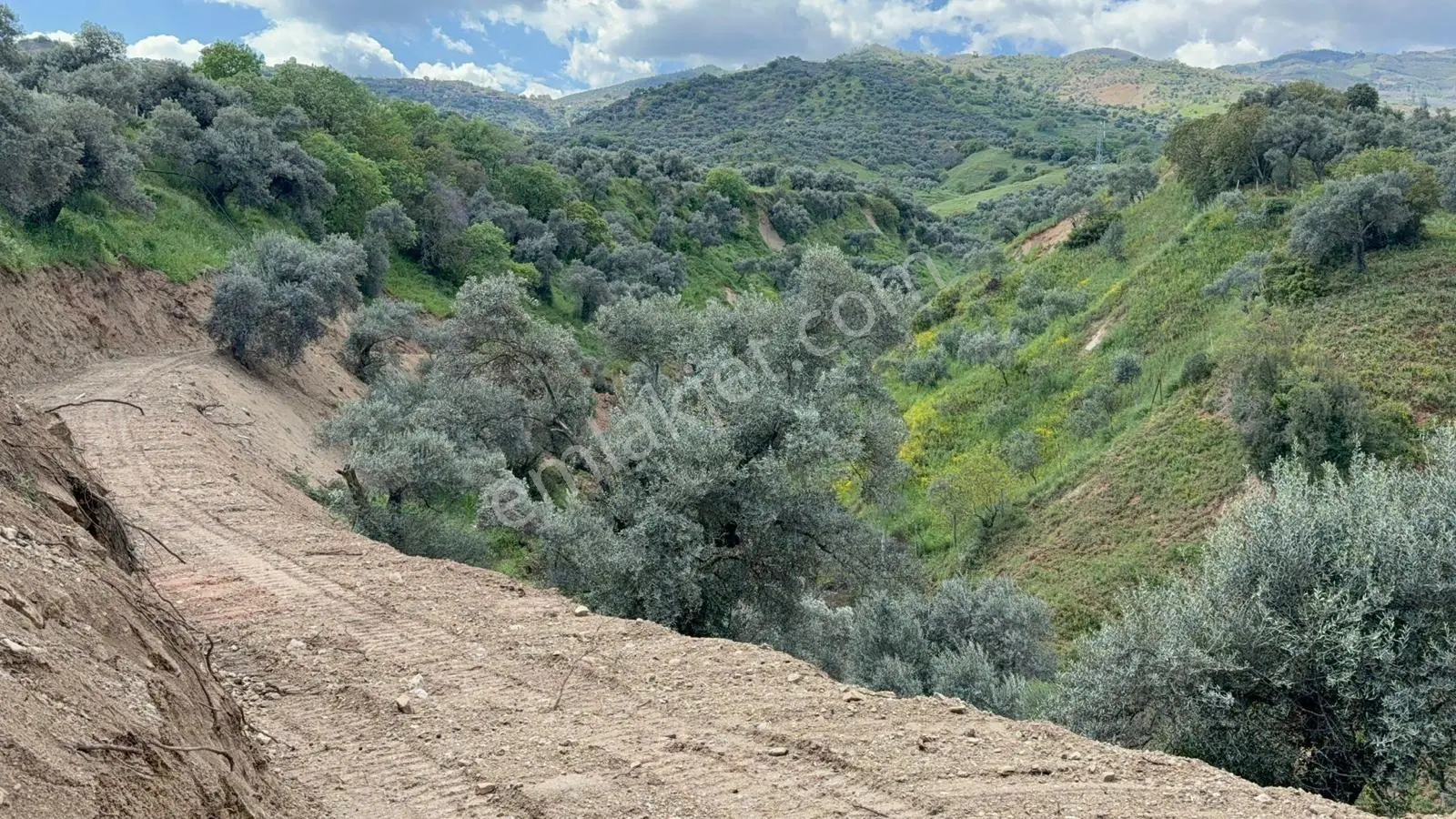 Aydın Umurlu Muslucada 5 Dönüm Müstakil Tapulu Köye Yakın Zeytinlik — fotoğraf 5