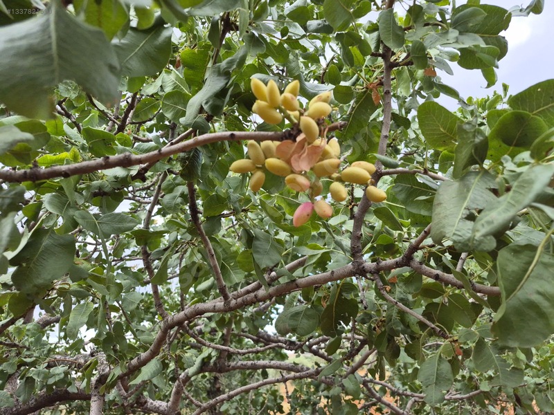 Zeytin Li De Mükemmel Konumda Satılık Zeytin