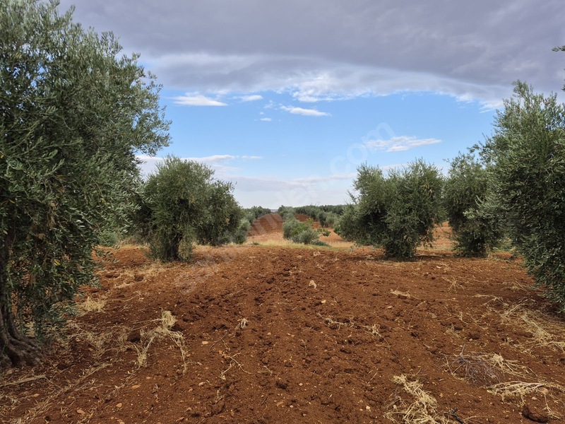 Zeytin Li De Mükemmel Konumda Satılık Zeytin — fotoğraf 2