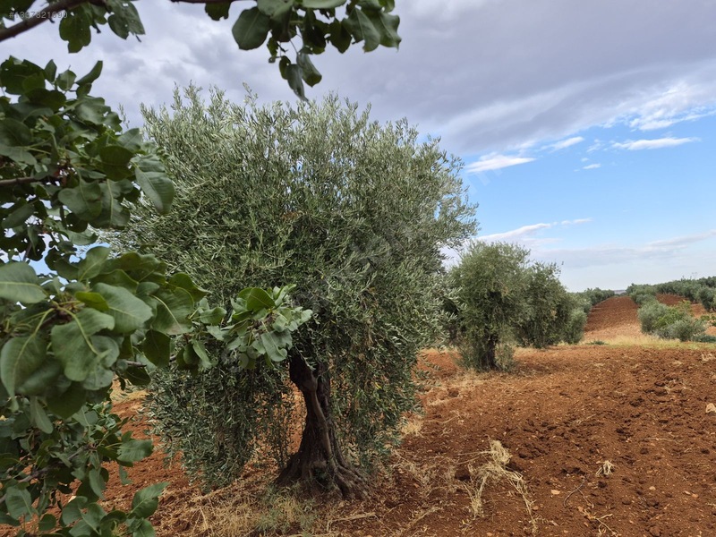 Zeytin Li De Mükemmel Konumda Satılık Zeytin — fotoğraf 3