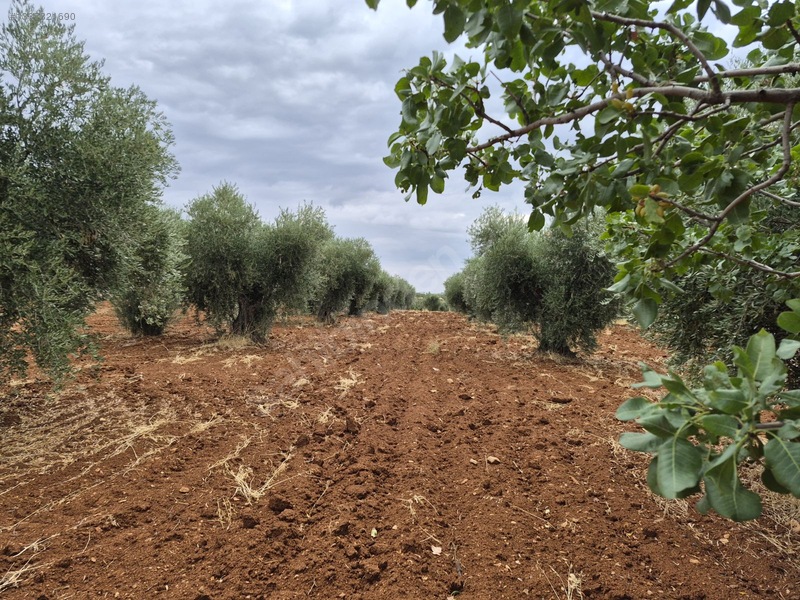 Zeytin Li De Mükemmel Konumda Satılık Zeytin — fotoğraf 4